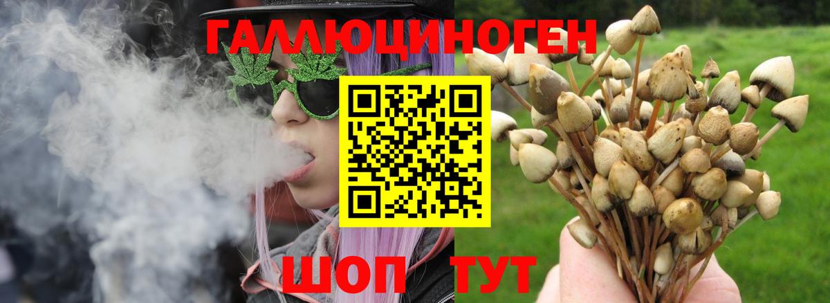 Псилоцибиновые грибы Psilocybine cubensis  Дивногорск 